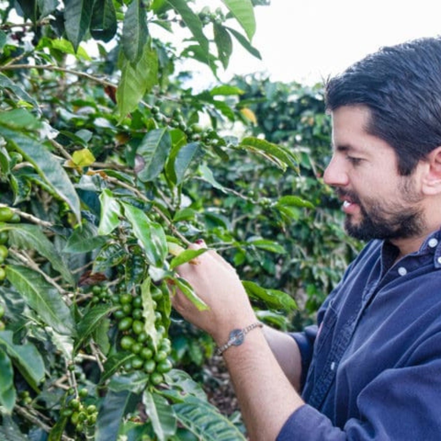 Aquiares Honey Espresso