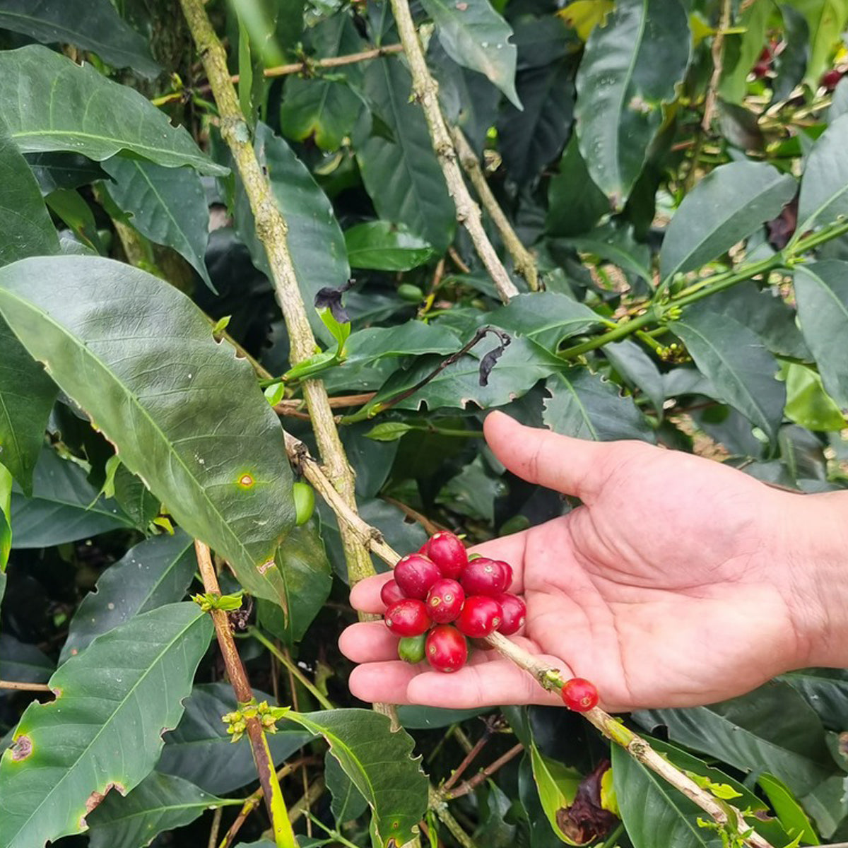 Pink Bourbon El Zacatin Omniroast