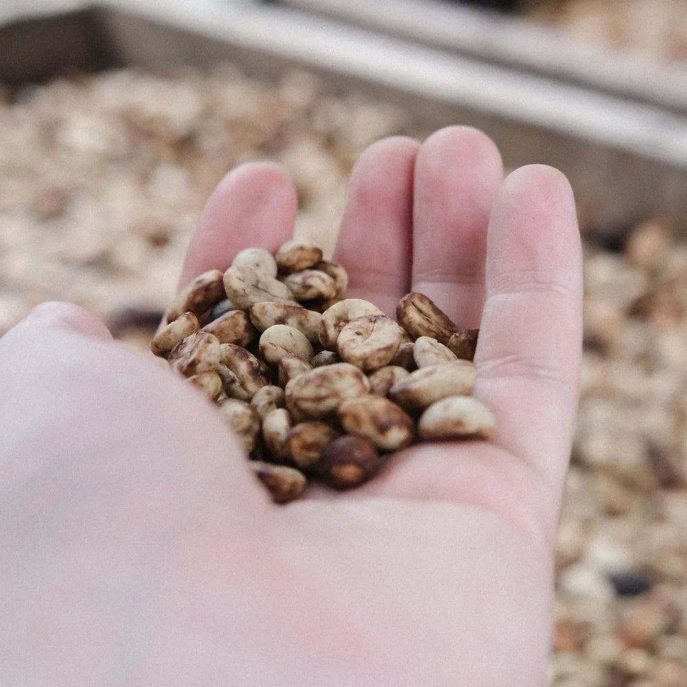 Good Morning Lucy - Filter