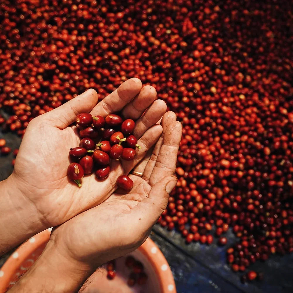 Cafe de Flores - Filter