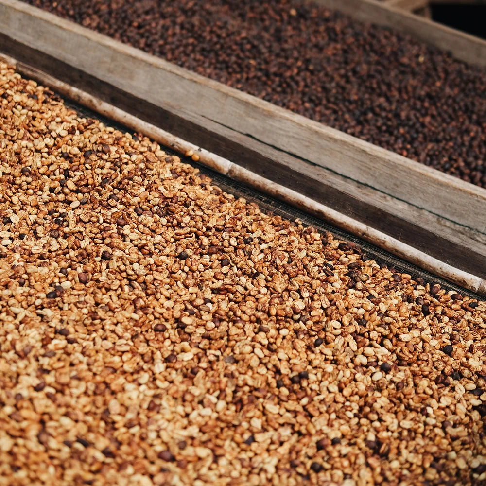 Good Morning Lucy - Filter