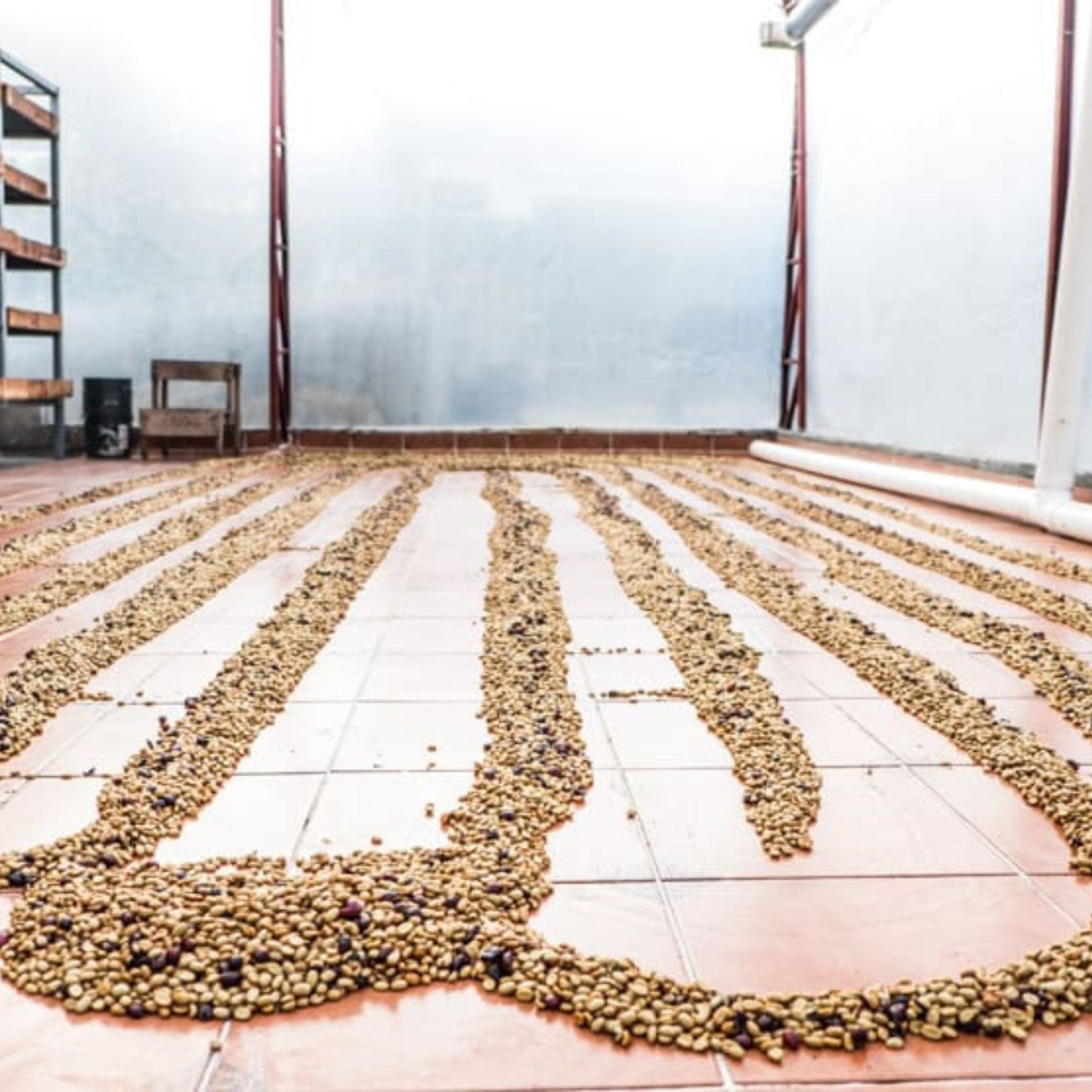 Aquiares Honey Espresso