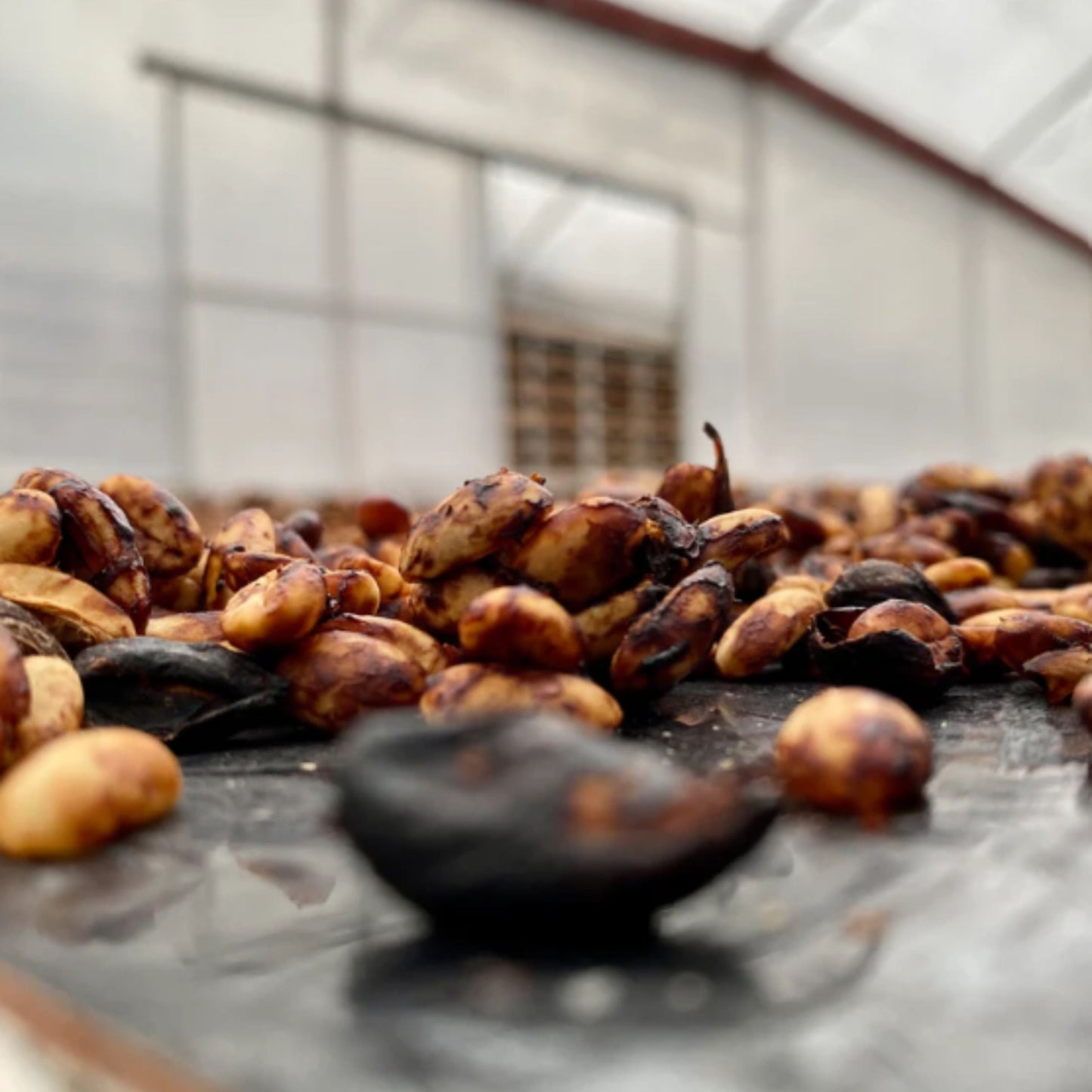 Aquiares Honey Espresso