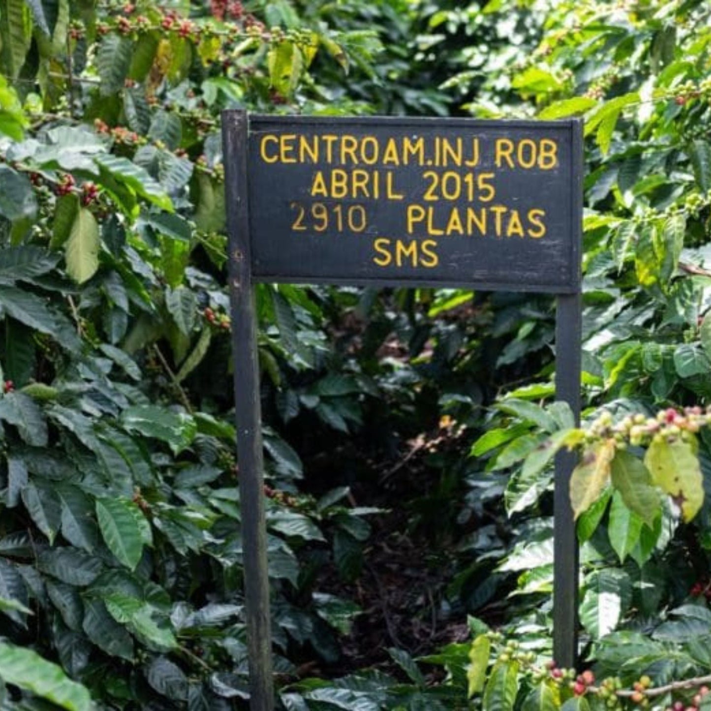 Aquiares Honey Filter