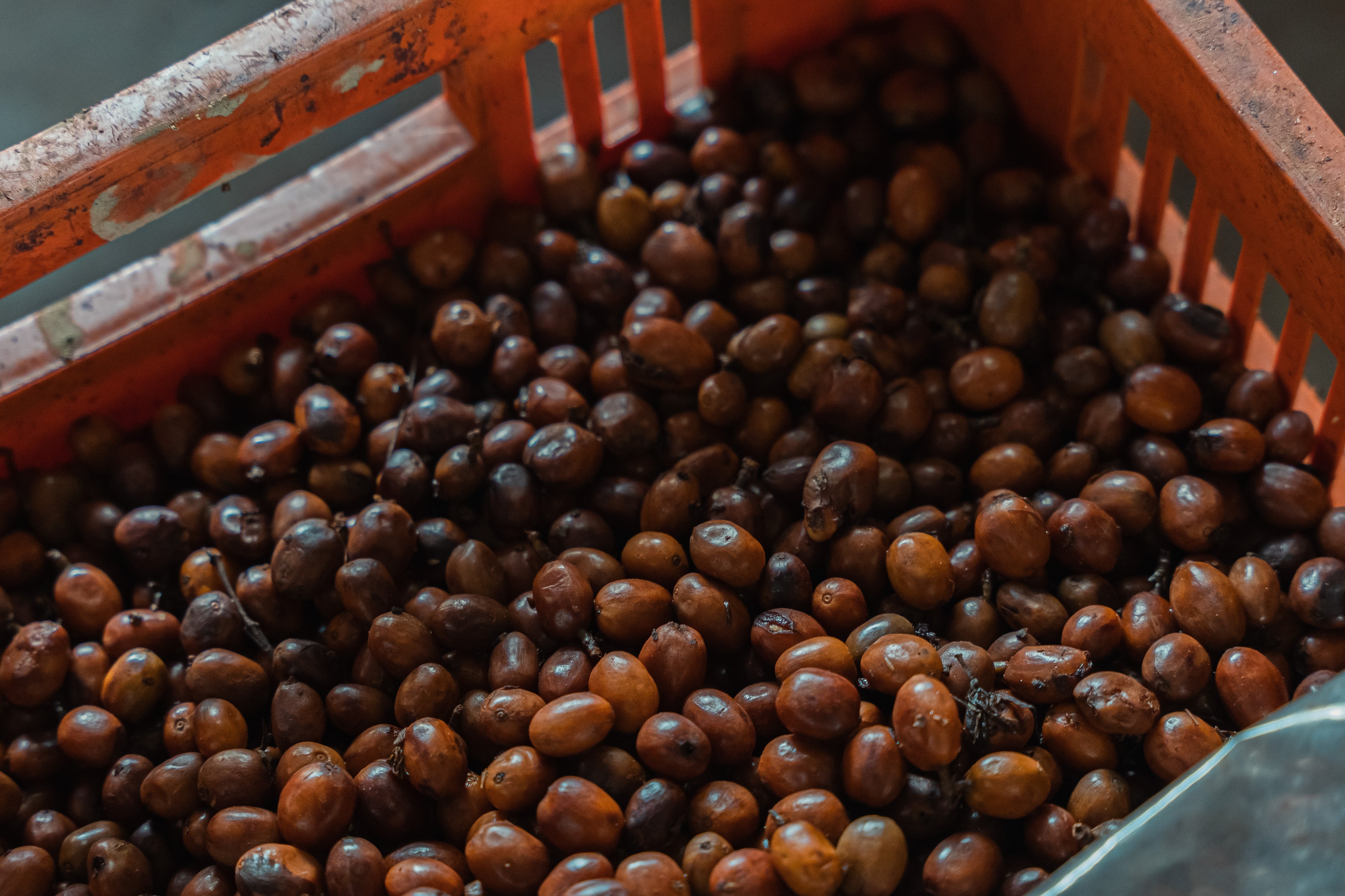 Villa Betulia Filter