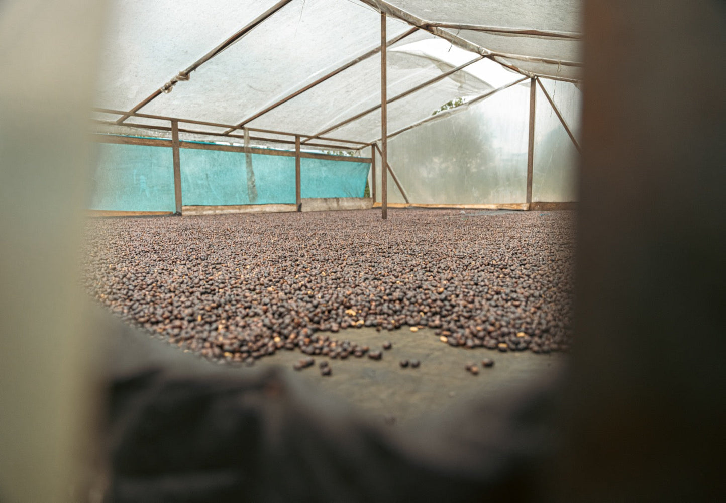 Villa Betulia Espresso