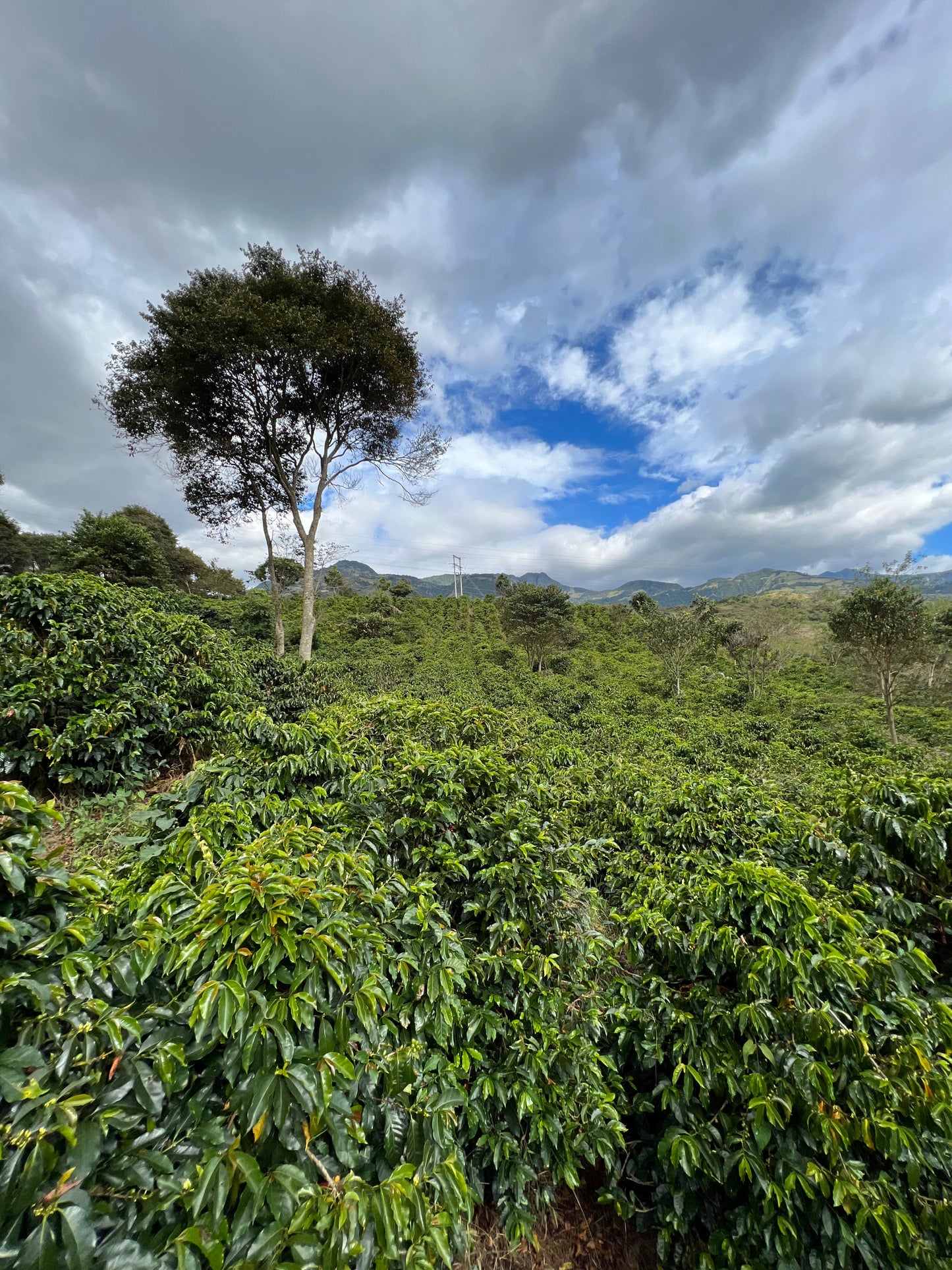 El Obraje Espresso