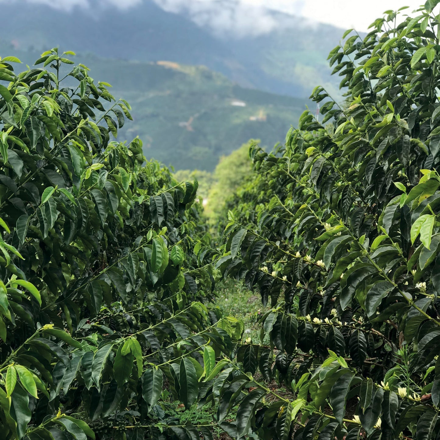 Pink Bourbon El Zacatin Omniroast