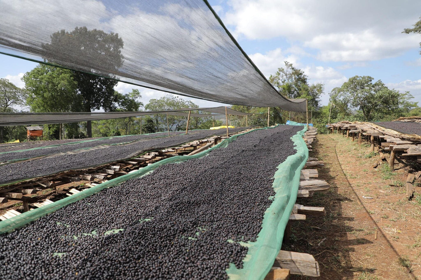 Filter Coffee - Syoum Family - Anaerobic Honey