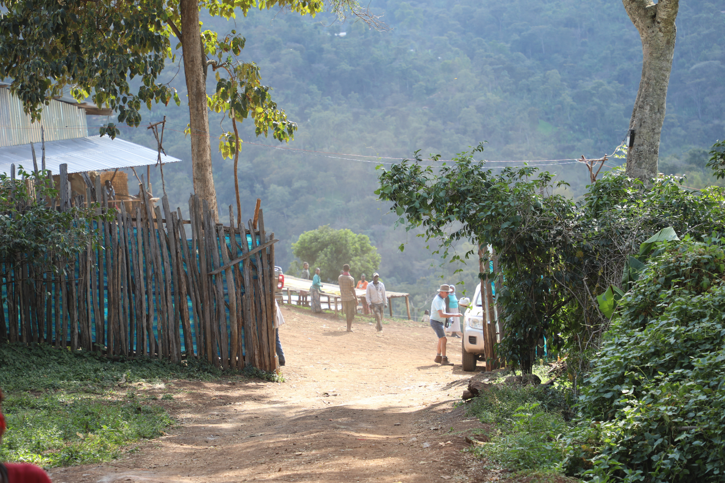 Filter Coffee - Syoum Family - Heirloom Natural