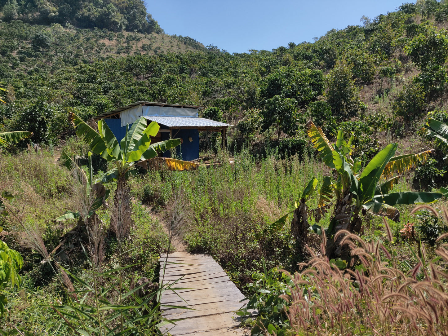 Drachenbohne | Espresso aus Vietnam