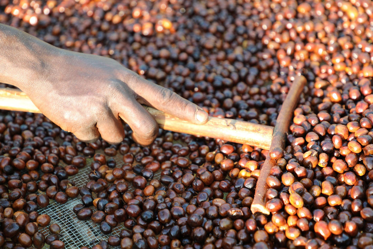 Filter Coffee - Syoum Family - Heirloom Natural