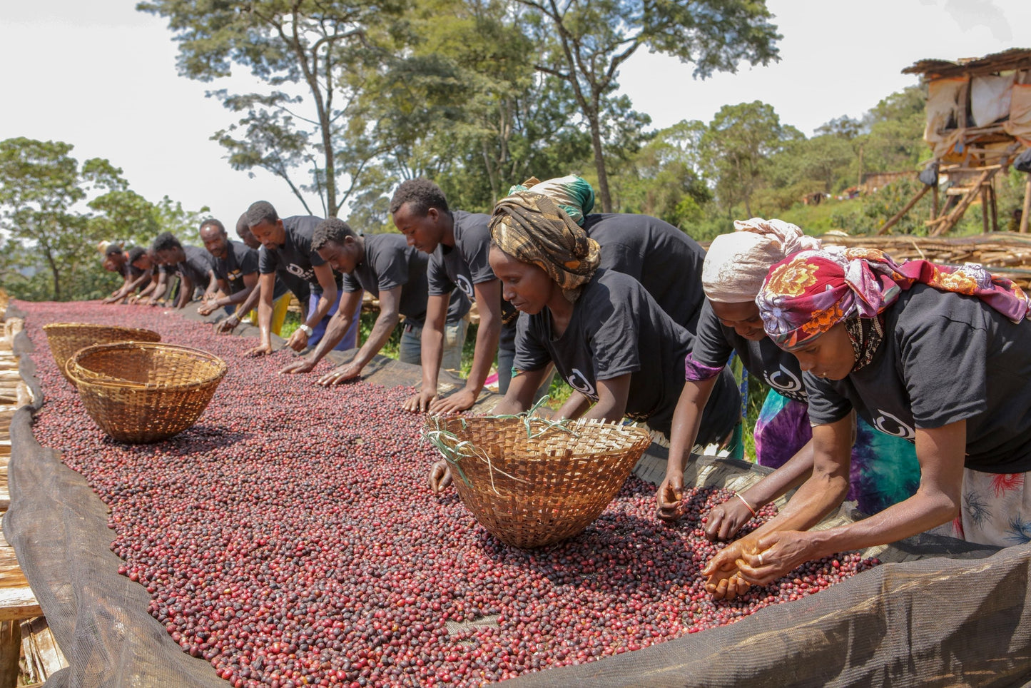 Filter Coffee - Syoum Family - Anaerobic Honey
