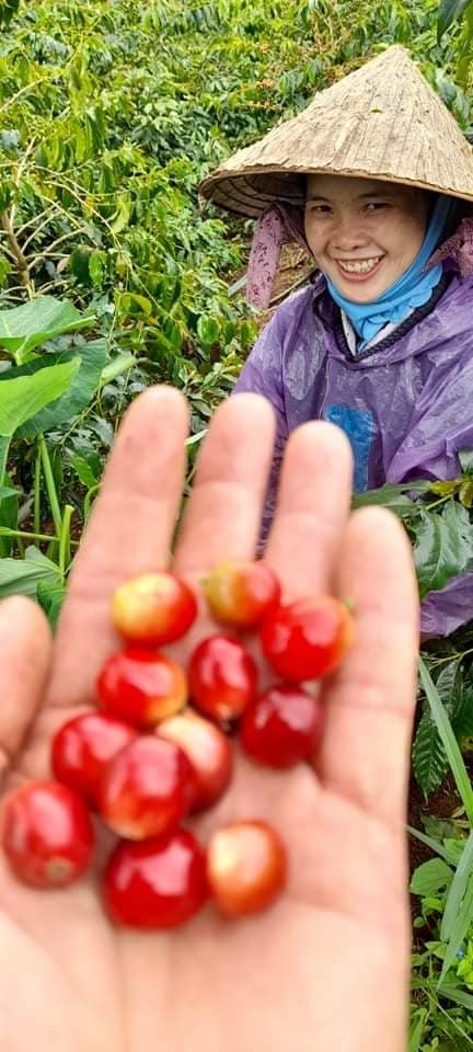Mr. Toi | Röstkaffee aus Vietnam
