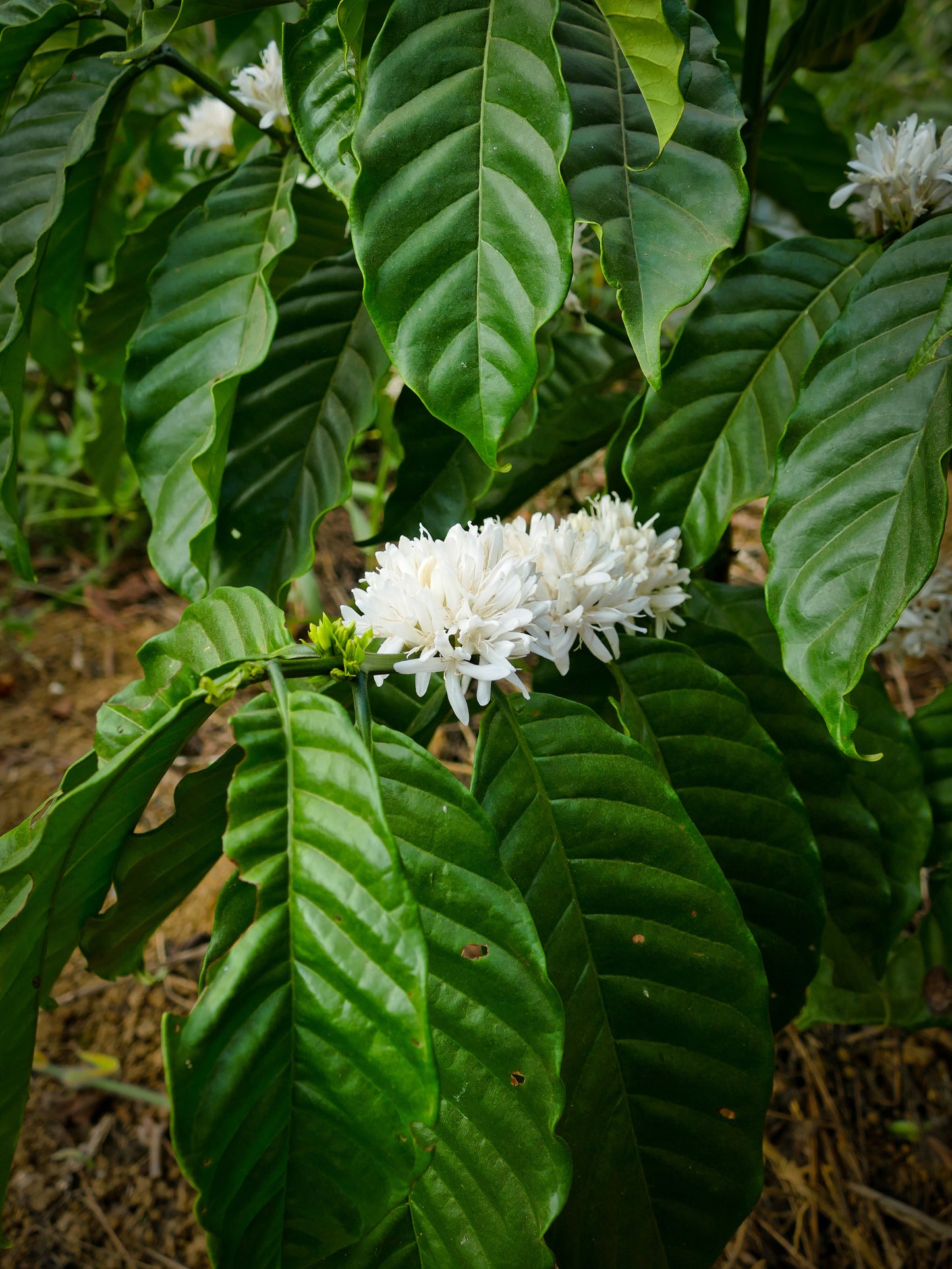 Mr. Toi | Röstkaffee aus Vietnam