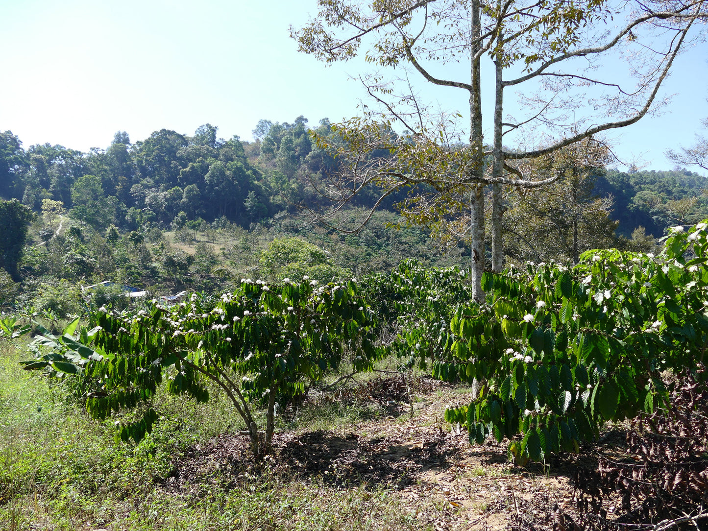 Mr. Toi | Röstkaffee aus Vietnam