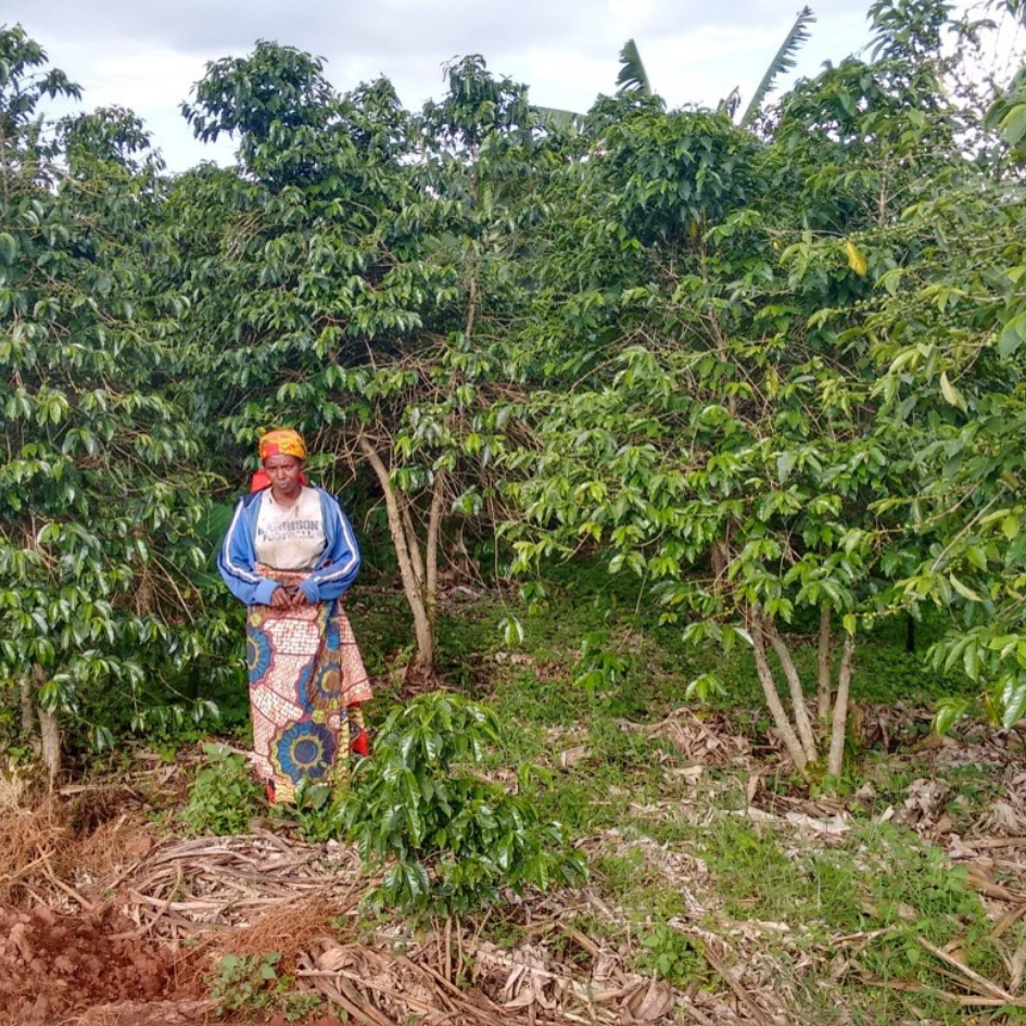 Turaco Espresso