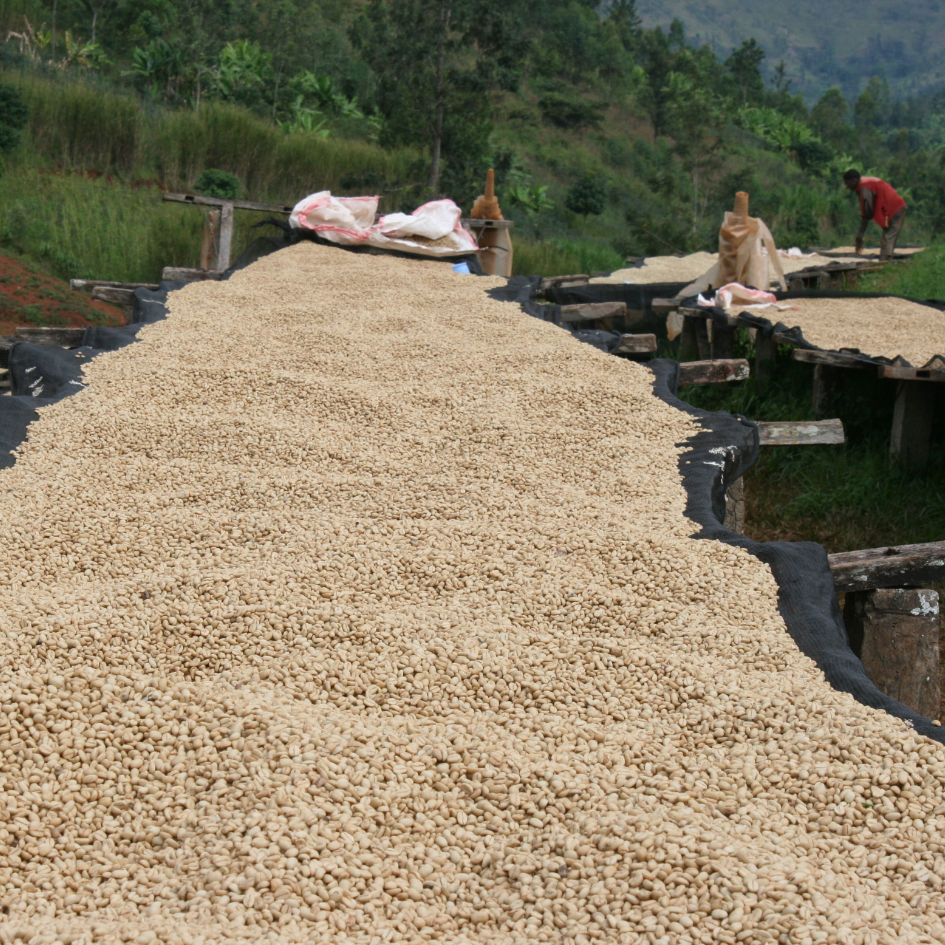 Turaco Espresso