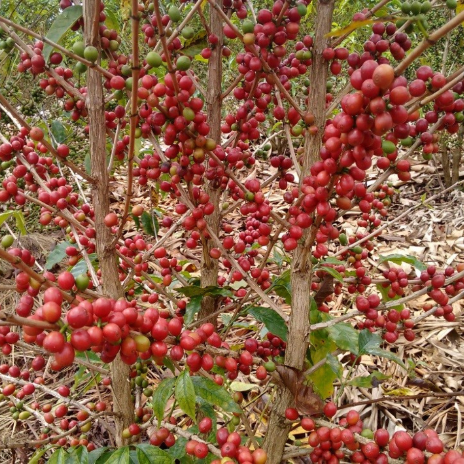 Turaco Espresso