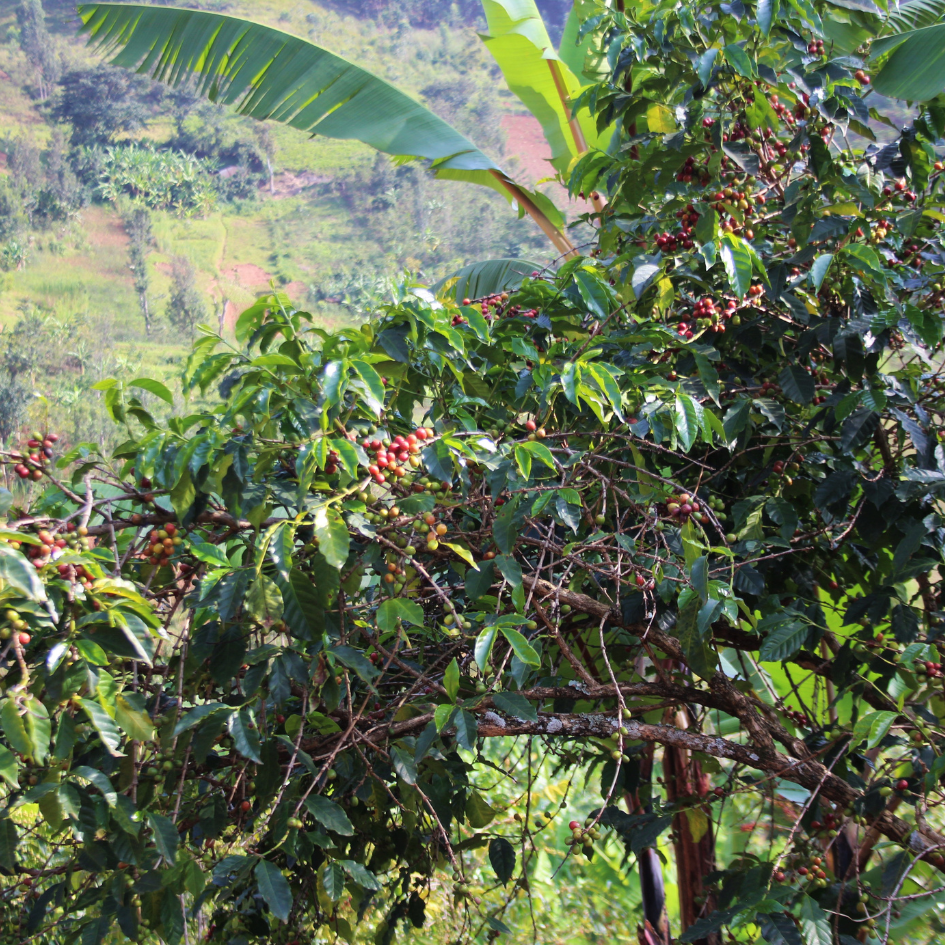 Turaco Espresso