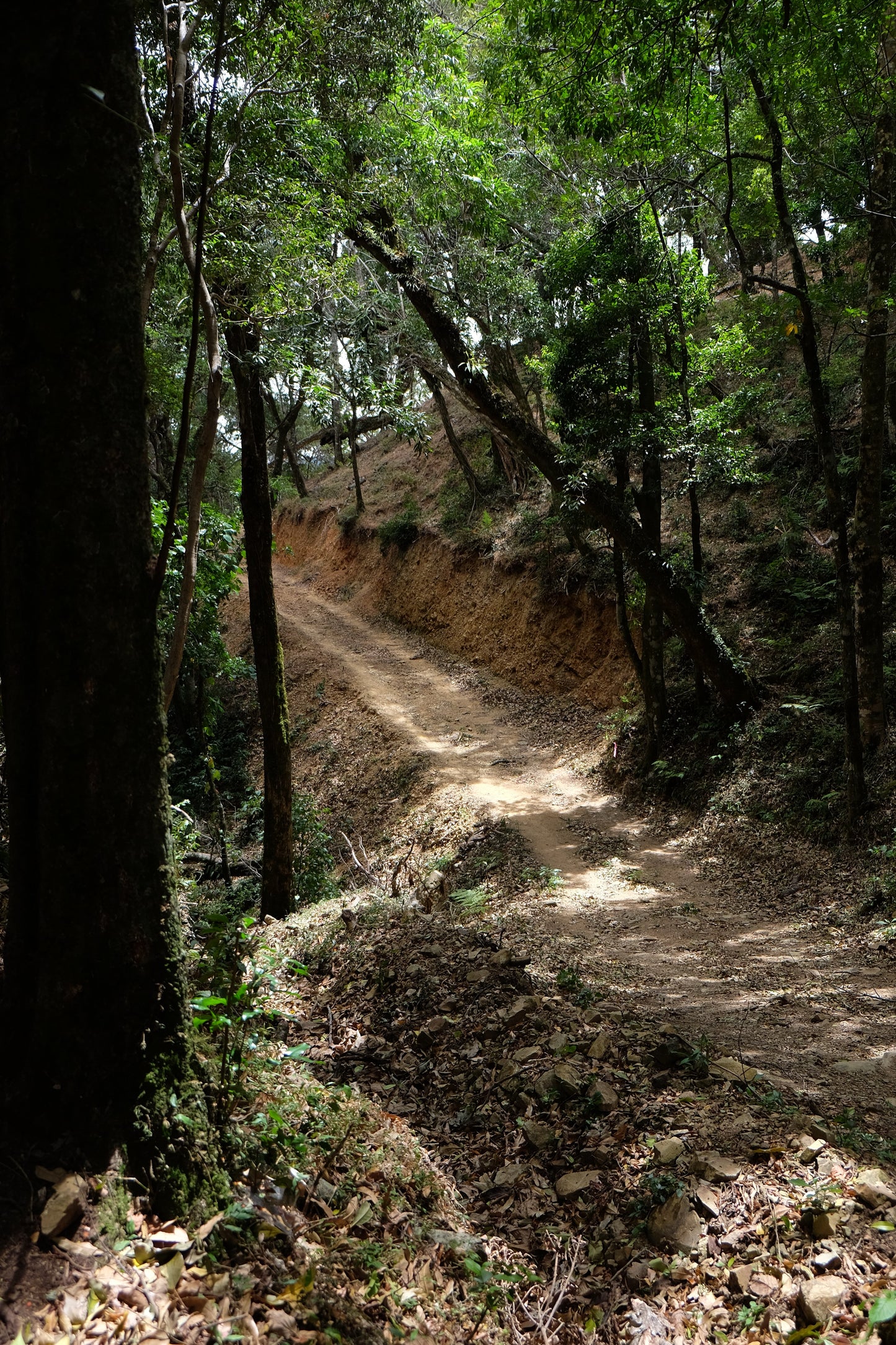 Filter Coffee - Jorge Vásquez - Catuai Natural