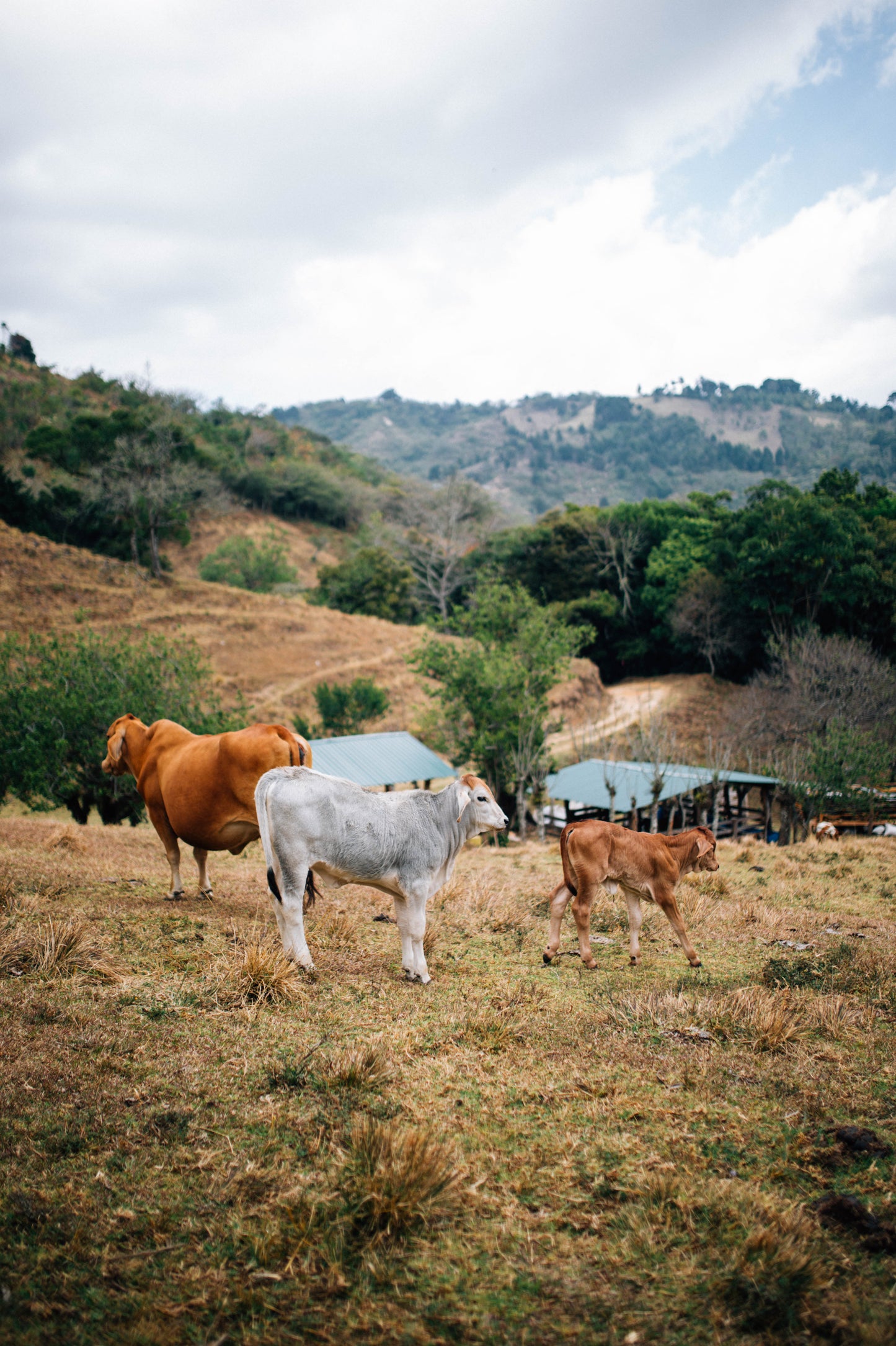 Filter Coffee - Jorge Vásquez - Catuai Natural