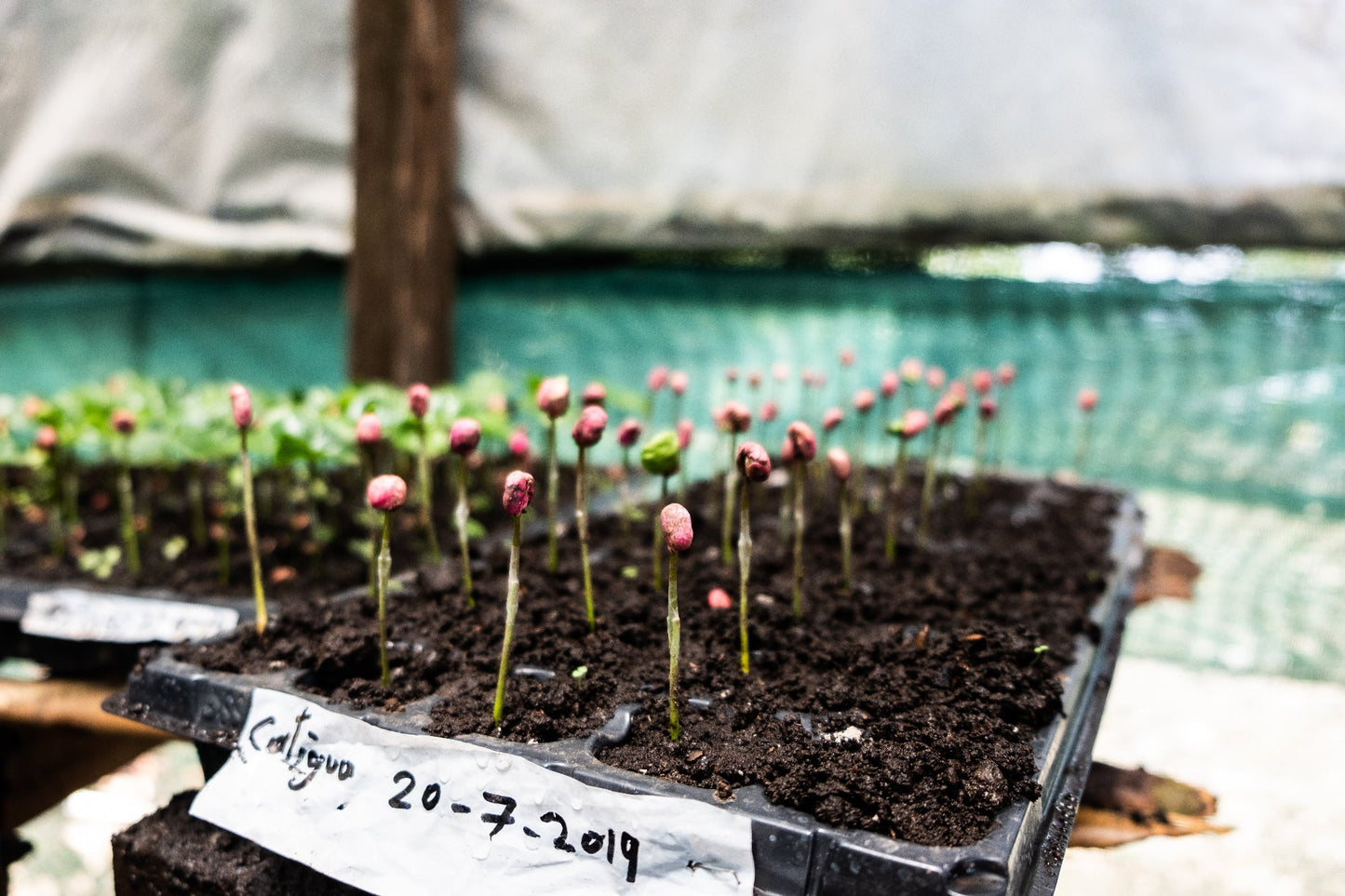Costa Rica - Diego Robelo - Centroamericano Anaerobic Natural