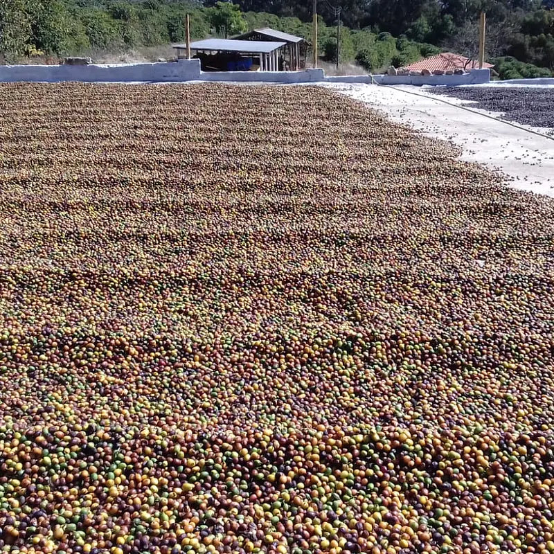 Apas | BIO Espresso aus Brasilien