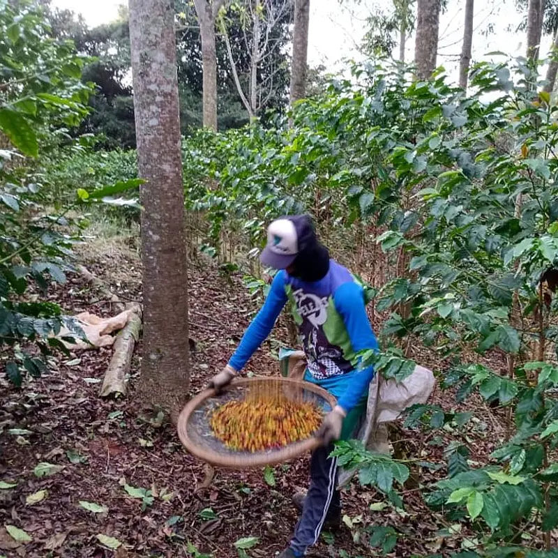 Apas | BIO Espresso aus Brasilien