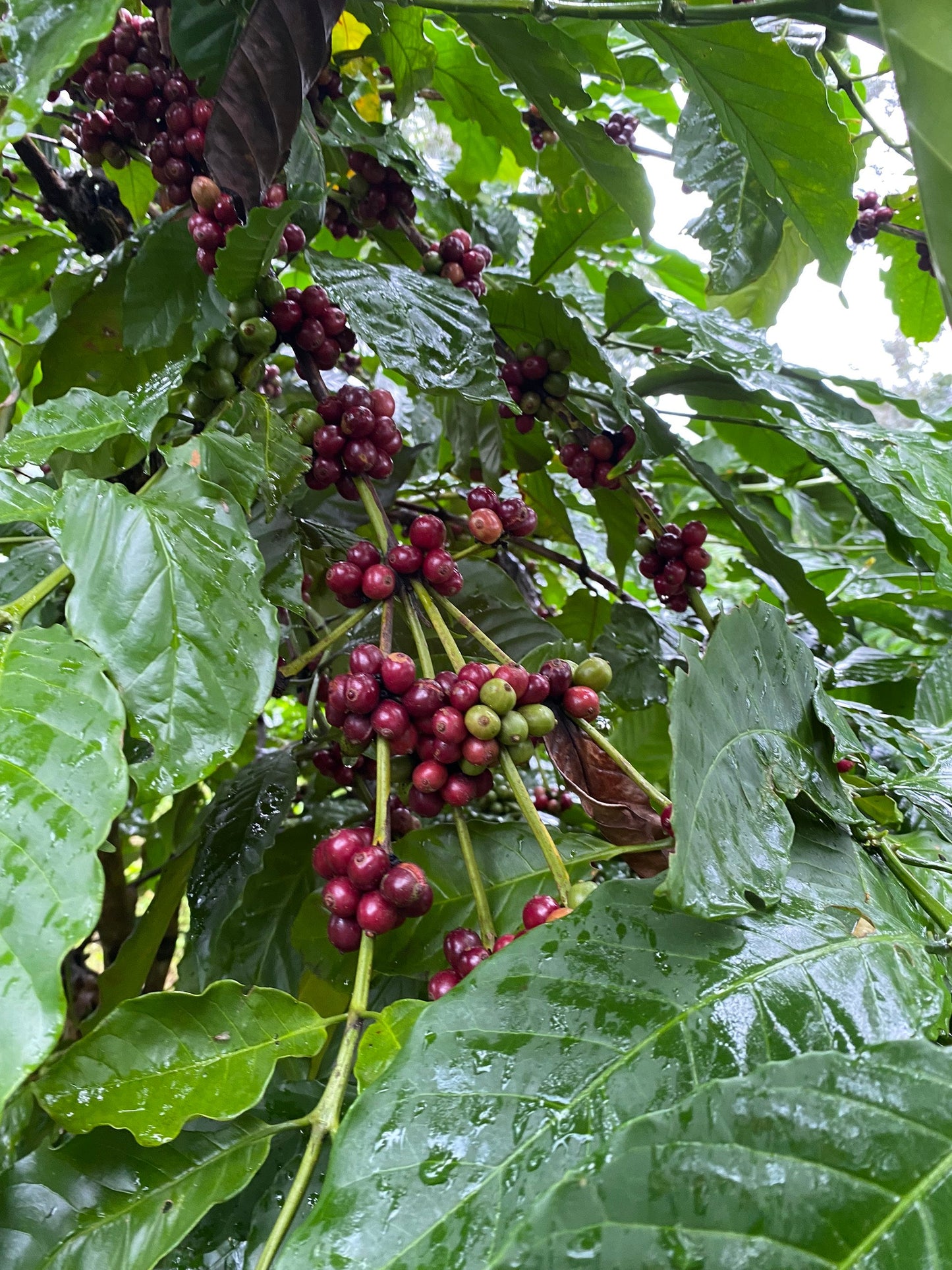 Mr. Toi | Röstkaffee aus Vietnam